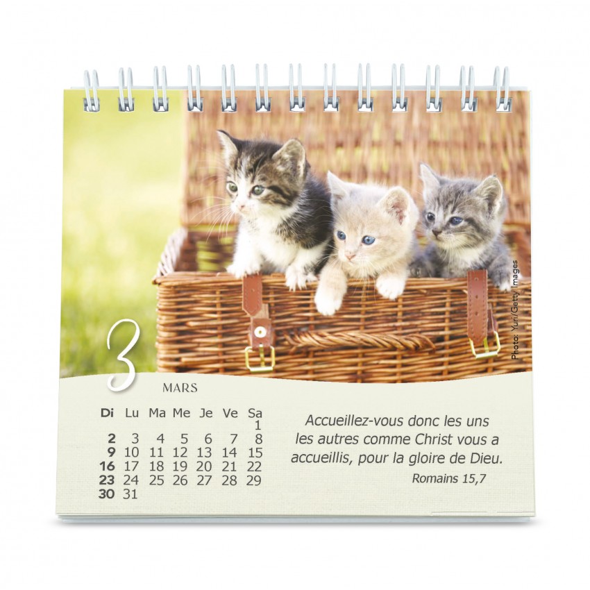 CALENDRIER GBK LES CHATS - A POSER