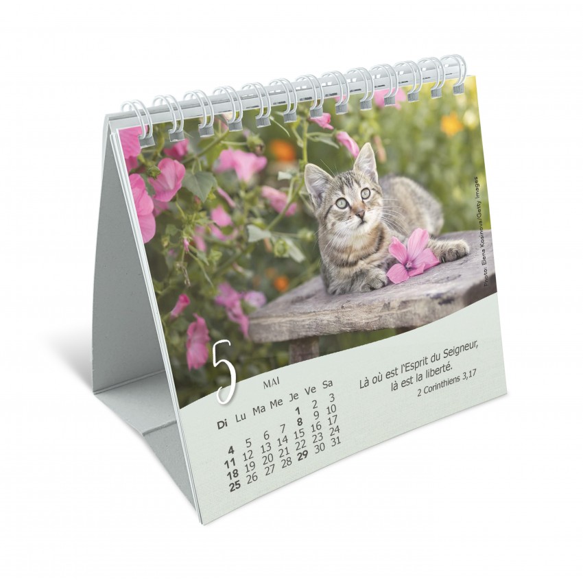 CALENDRIER GBK LES CHATS - A POSER