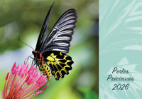 CALENDRIER CAEF PERLES PRECIEUSES - BLOC ET PLAQUE