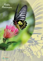 CALENDRIER CAEF PERLES PRECIEUSES - BLOC ET PLAQUE