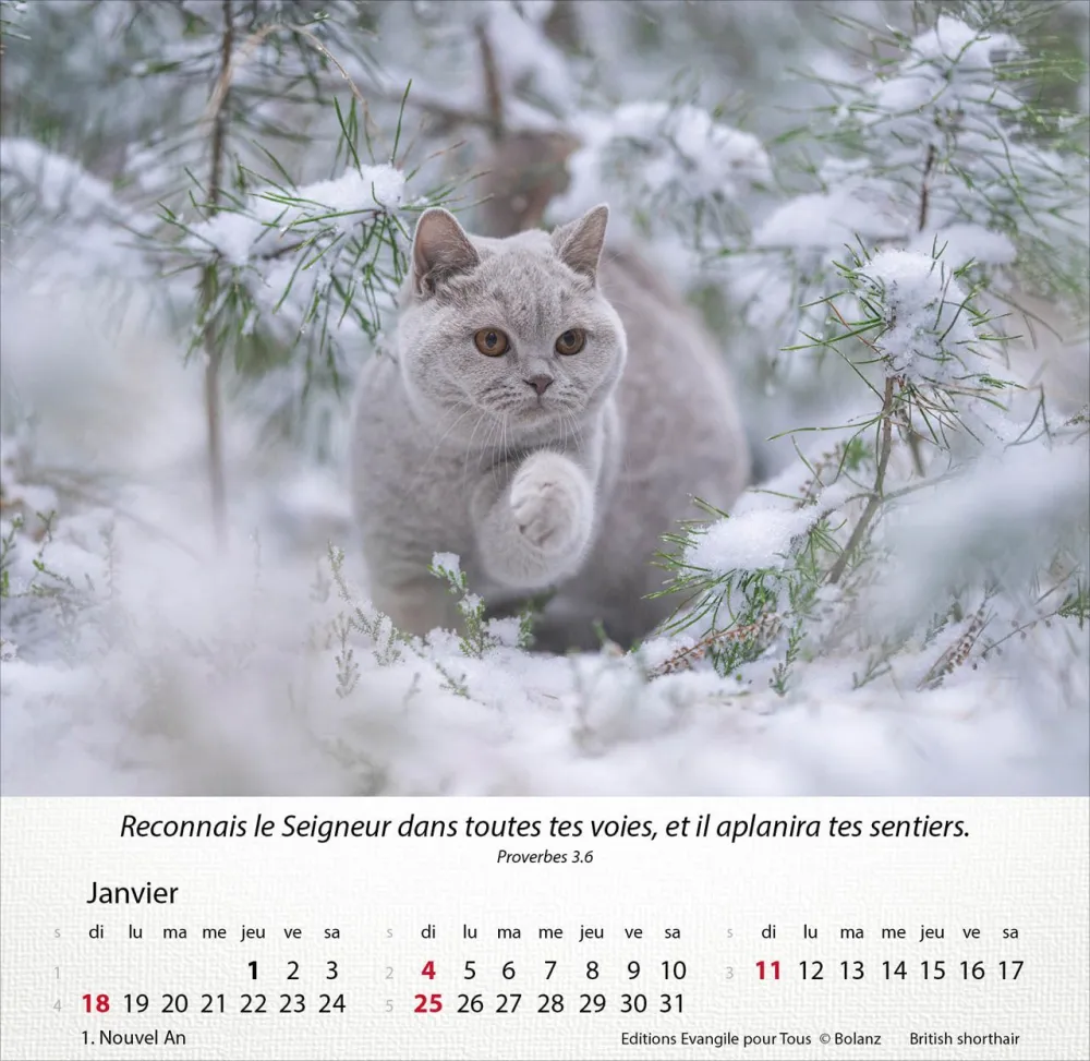 CALENDRIER EPT CHATS