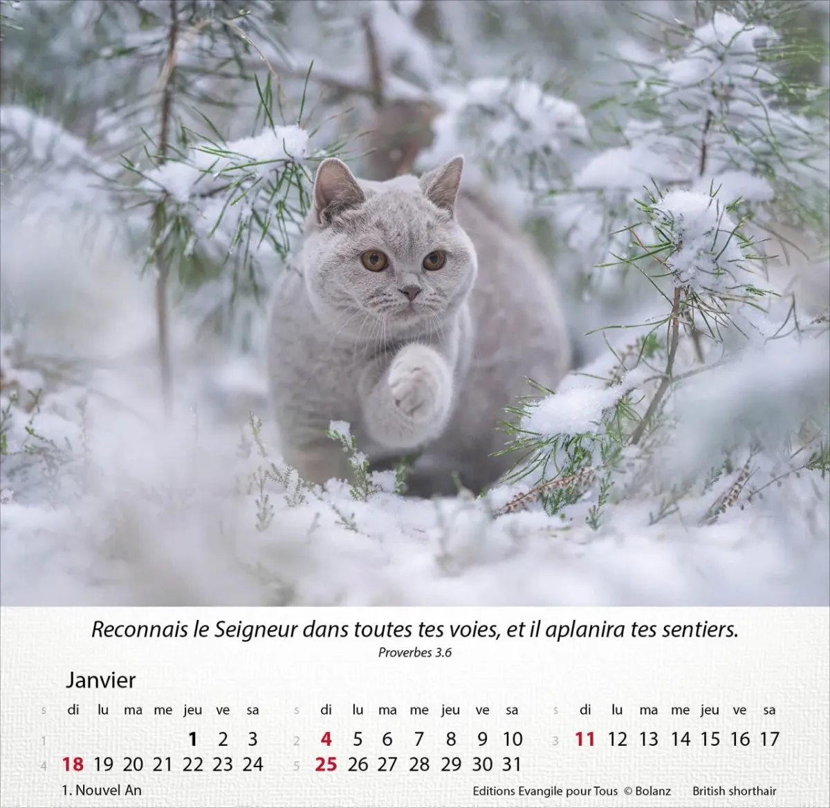 CALENDRIER EPT CHATS
