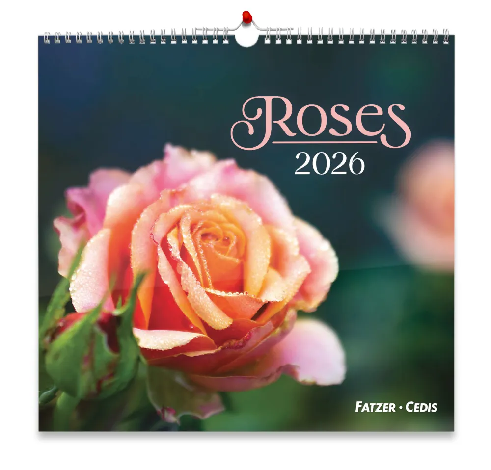CALENDRIER GBK ROSES - MURAL