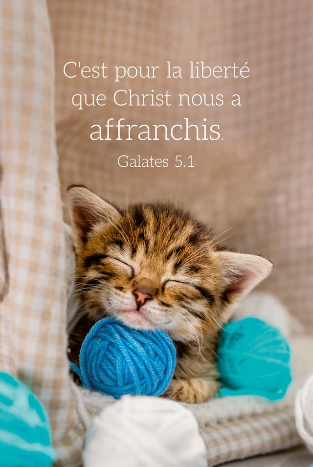 CALENDRIER EPT CARTE CALENDRIER CHAT