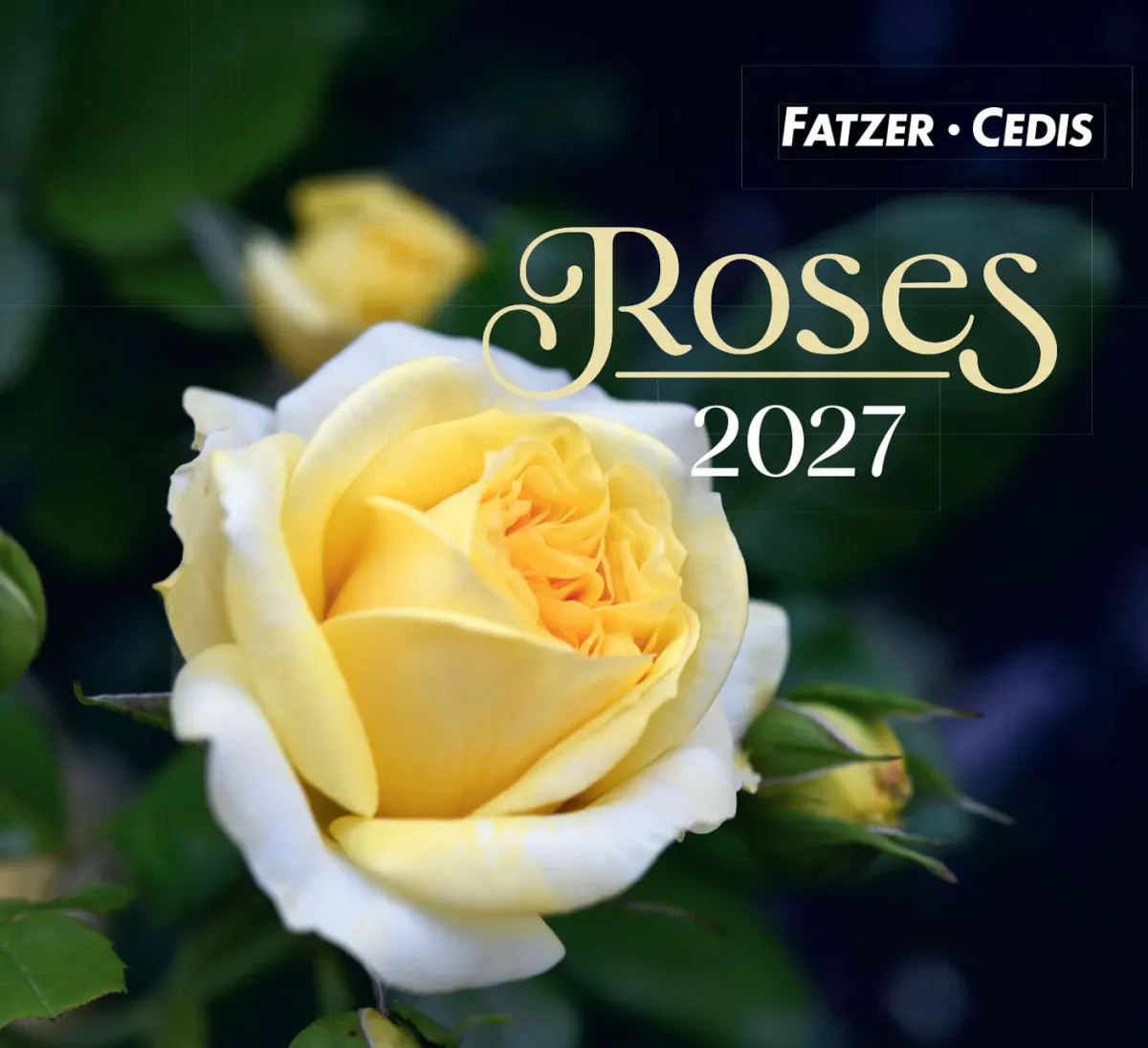 CALENDRIER GBK ROSES - A POSER