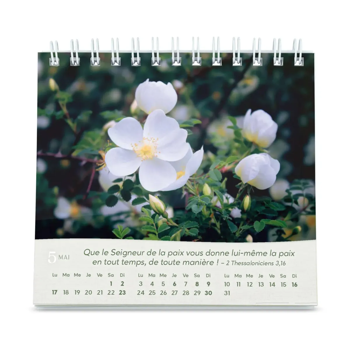 CALENDRIER GBK ROSES - A POSER