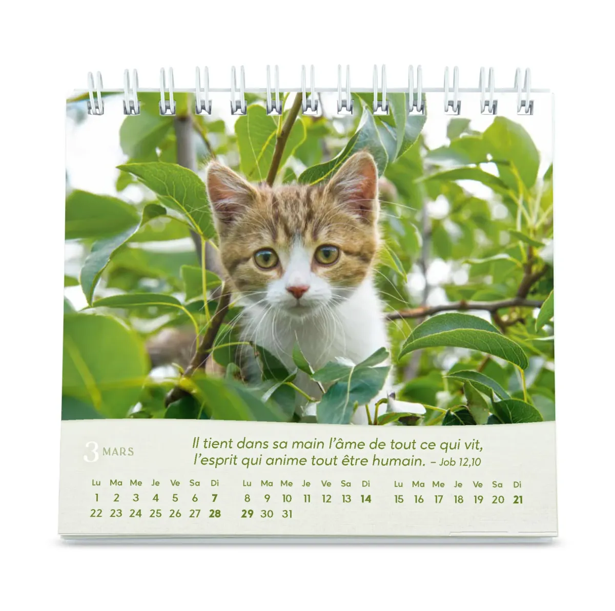 CALENDRIER GBK LES CHATS - A POSER