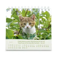 CALENDRIER GBK LES CHATS - A POSER