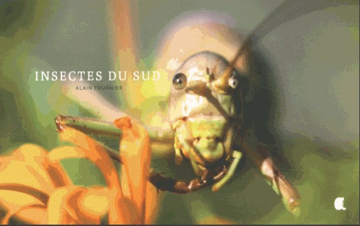 INSECTES DU SUD